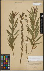 Foto von Salix purpurea L. x Salix viminalis L.